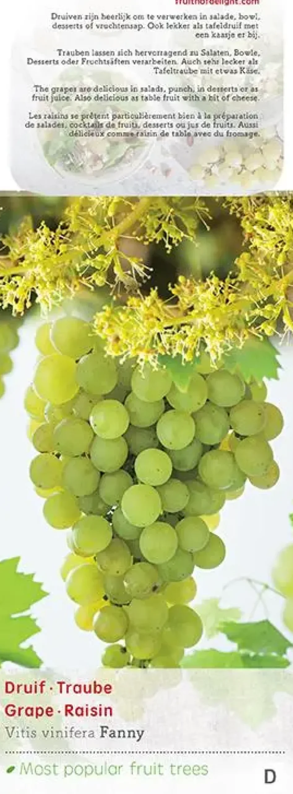 Vitis vinifera 'Fanny' (Druif) fruitplant 60cm