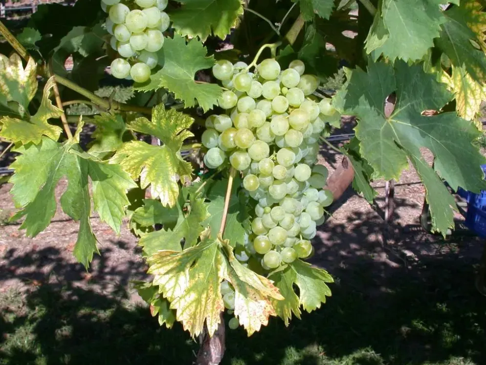 Vitis vinifera 'Fanny' (Druif) fruitplant 60cm