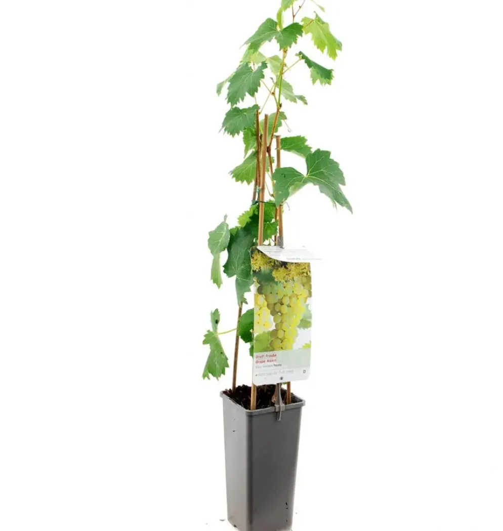 Vitis vinifera 'Fanny' (Druif) fruitplant 60cm