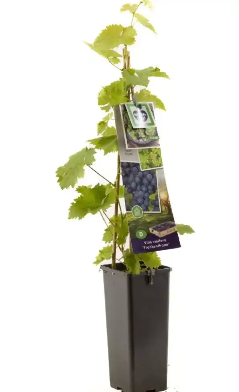 Vitis vinifera 'Frankenthaler' (Druif) fruitplant 60cm