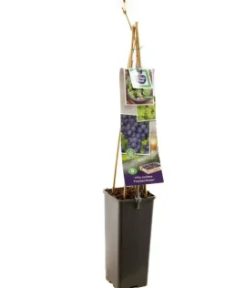 Vitis vinifera 'Frankenthaler' (Druif) fruitplant 60cm