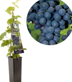 Vitis vinifera 'Frankenthaler' (Druif) fruitplant 60cm