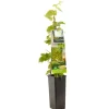 Vitis vinifera 'Himrod' (Druif) fruitplant 60cm