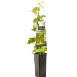 Vitis vinifera 'Himrod' (Druif) fruitplant 60cm