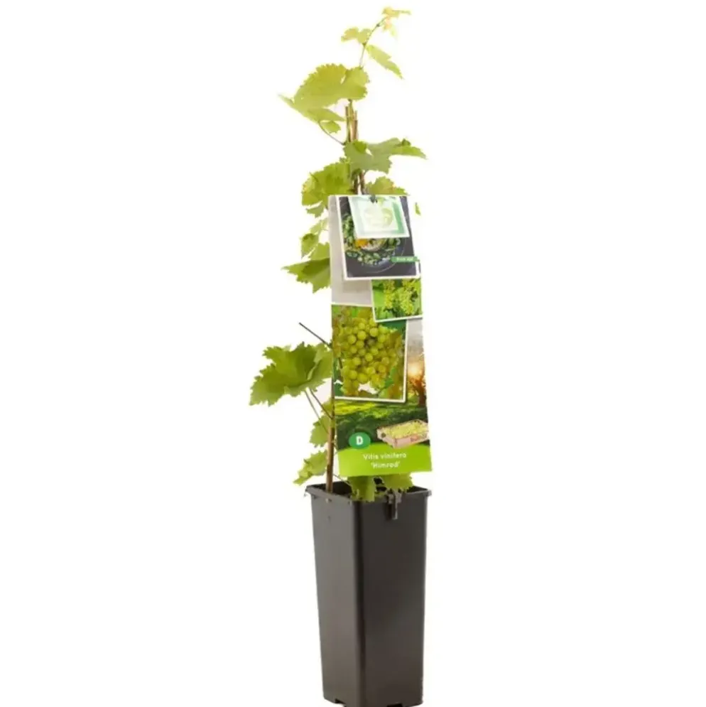 Vitis vinifera 'Himrod' (Druif) fruitplant 60cm