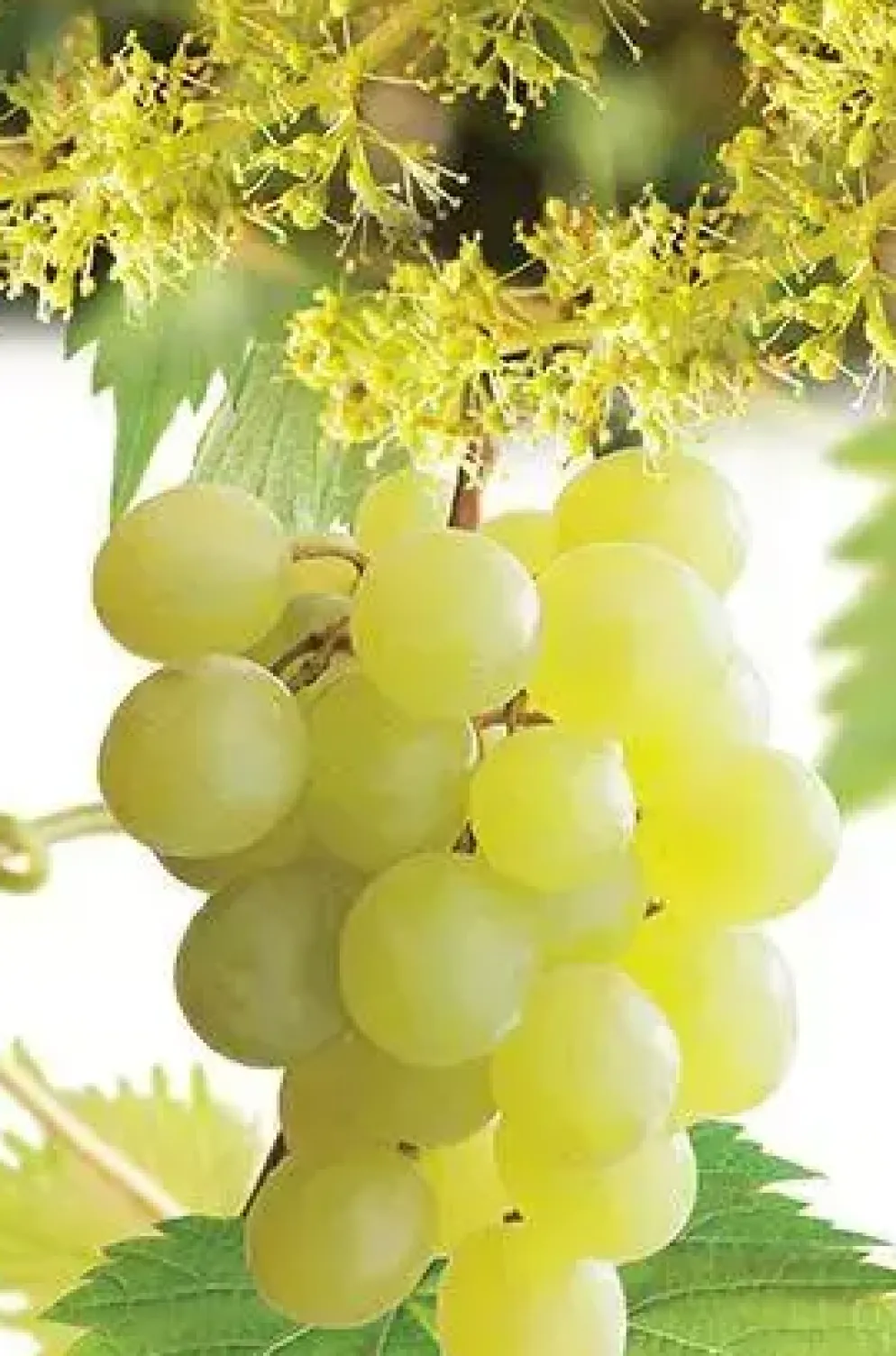 Vitis vinifera 'Himrod' (Druif) fruitplant 60cm