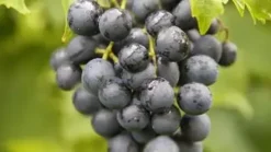 Vitis vinifera 'Muscat Blue' (Druif) fruitplant 60cm