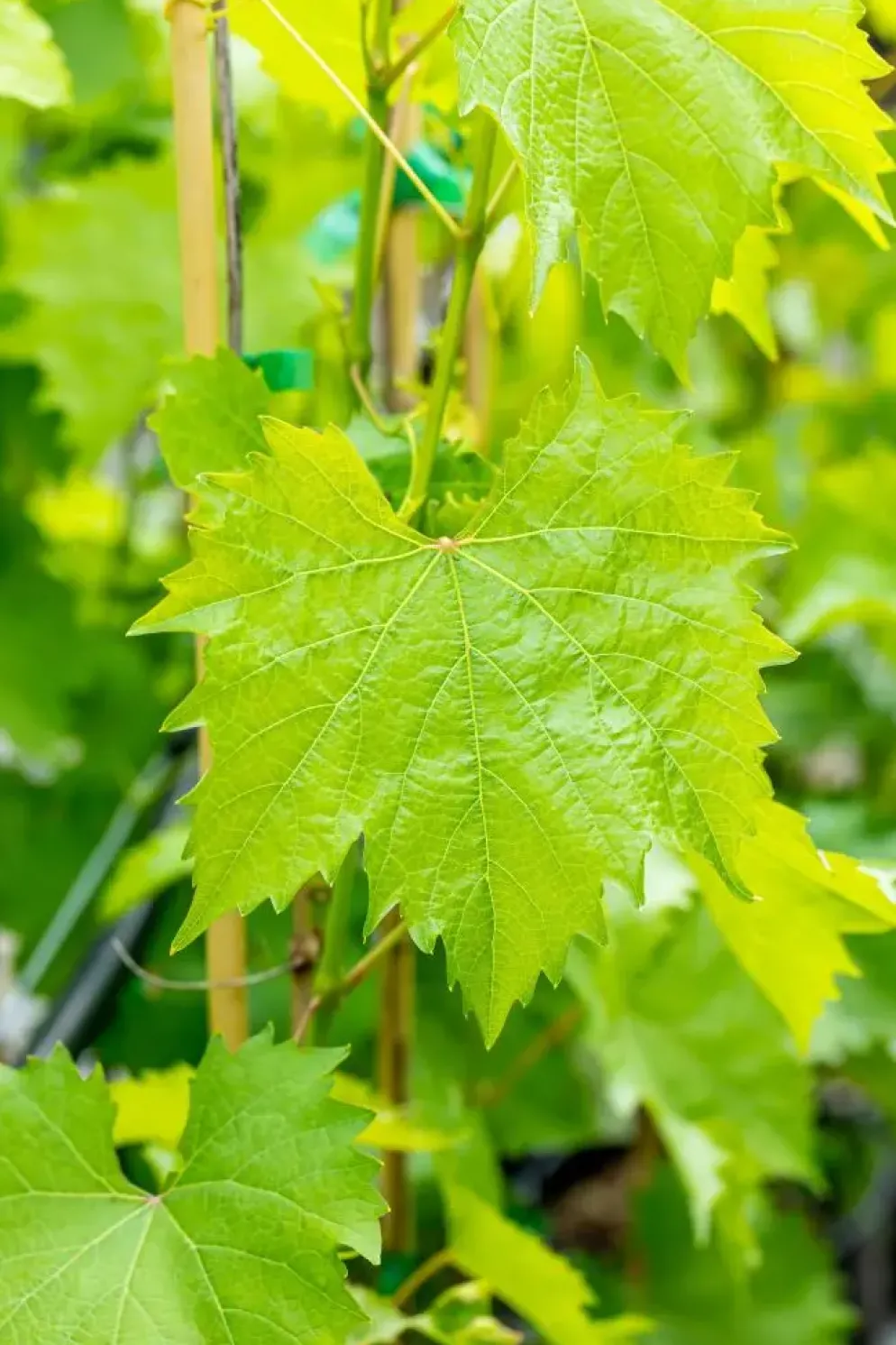 Vitis vinifera 'Muscat Blue' (Druif) fruitplant 60cm