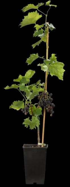 Vitis vinifera 'Muscat Blue' (Druif) fruitplant 60cm