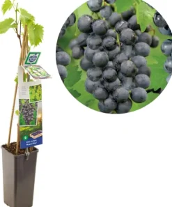 Vitis vinifera 'Muscat Blue' (Druif) fruitplant 60cm