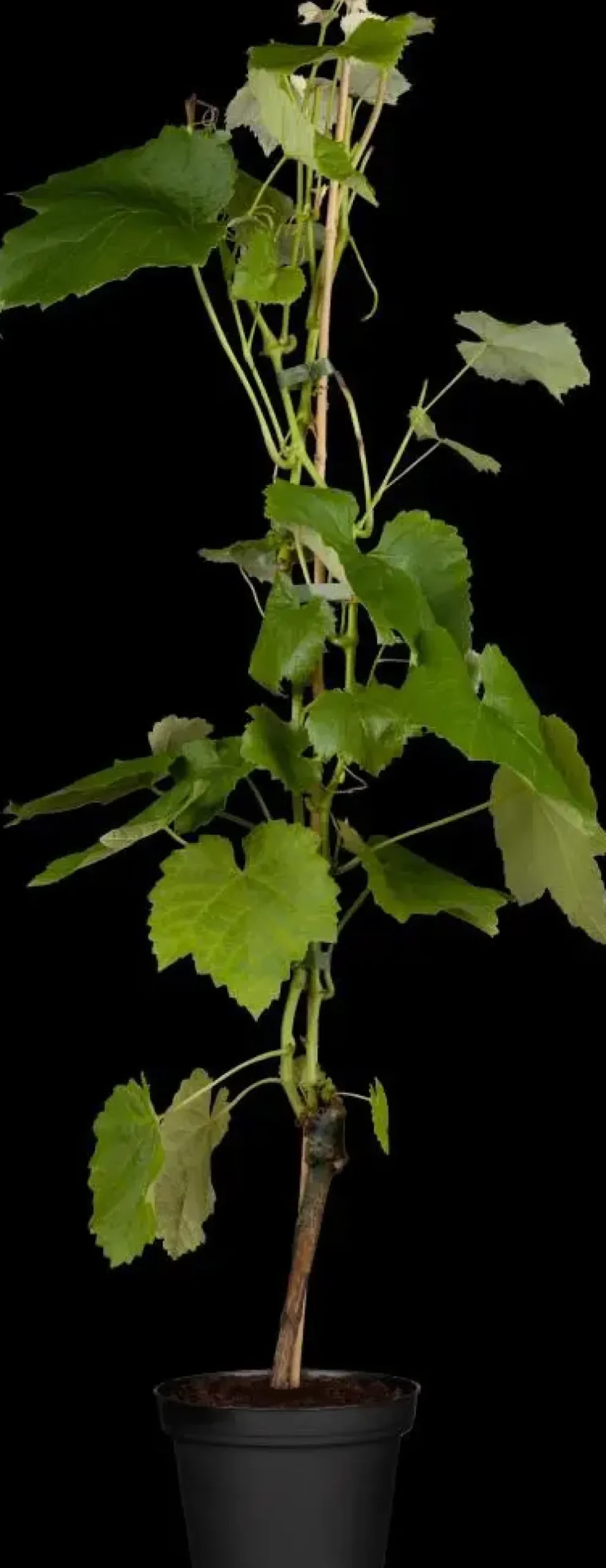 Vitis vinifera 'Muscat Blue' (Druif) fruitplant 60cm