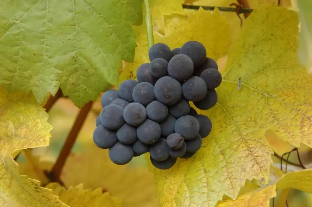 Vitis vinifera 'Muscat Blue' (Druif) fruitplant 60cm
