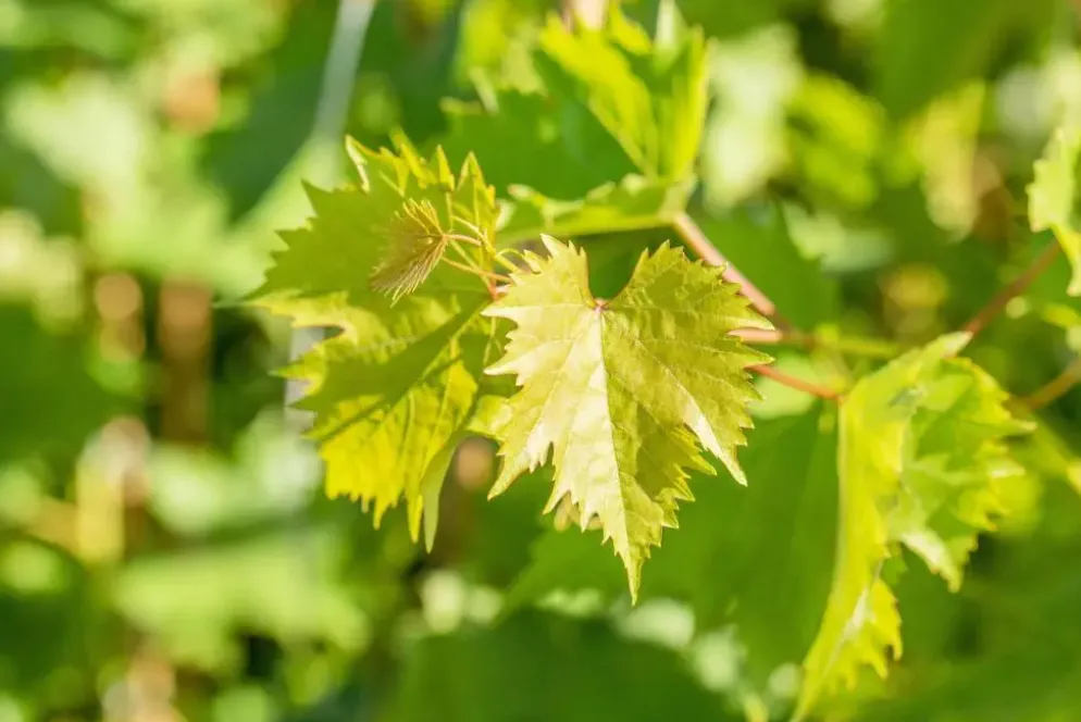 Vitis vinifera 'Muscat Blue' (Druif) fruitplant 60cm