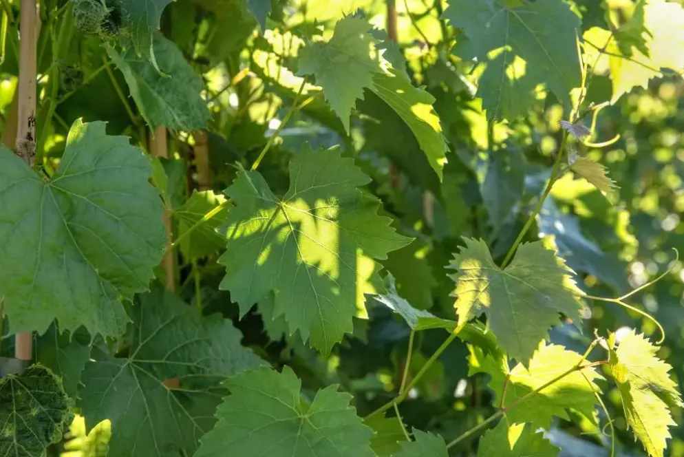Vitis vinifera 'Muscat Blue' (Druif) fruitplant 60cm