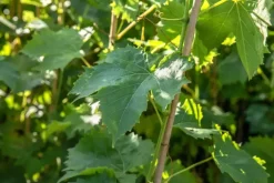 Vitis vinifera 'Muscat Blue' (Druif) fruitplant 60cm