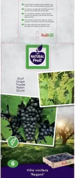 Vitis vinifera 'Regent' (Druif) fruitplant 60cm
