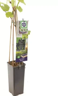 Vitis vinifera 'Regent' (Druif) fruitplant 60cm
