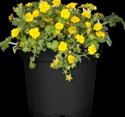 Waldsteinia ternata (Waldsteinia)