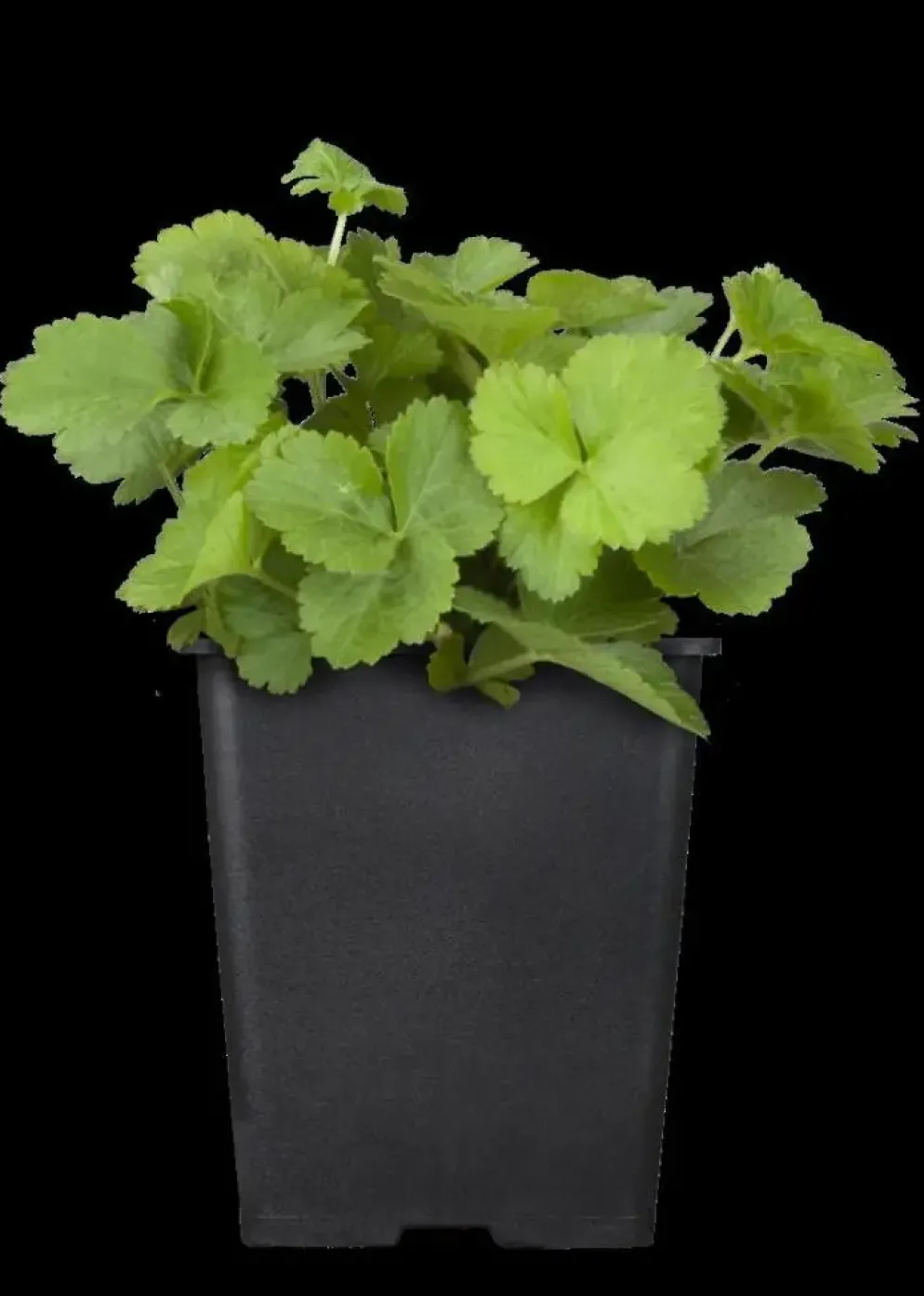 Waldsteinia ternata (Waldsteinia)