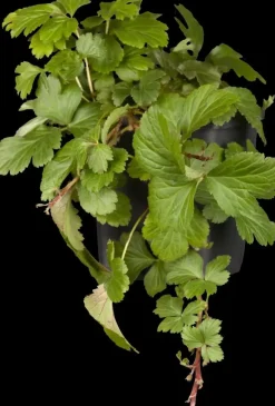 Waldsteinia ternata (Waldsteinia)