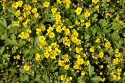 Waldsteinia ternata (Waldsteinia)
