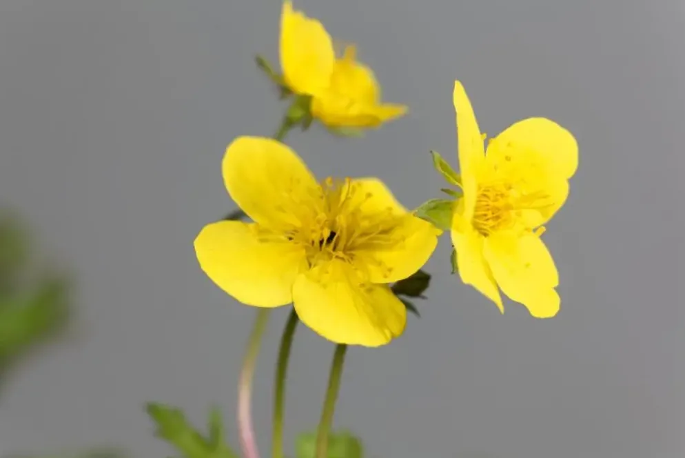 Waldsteinia ternata (Waldsteinia)
