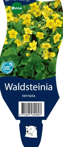 Waldsteinia ternata (Waldsteinia)