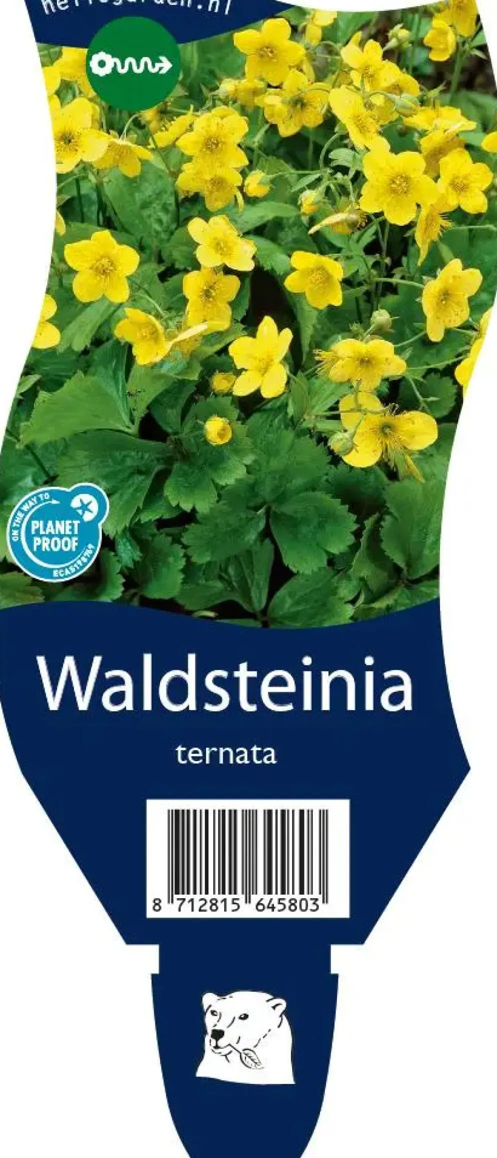 Waldsteinia ternata (Waldsteinia)