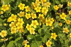 Waldsteinia ternata (Waldsteinia)