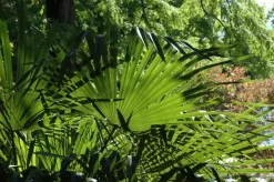 Washingtonia robusta (Washingtonia)