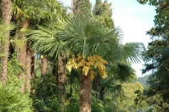 Washingtonia robusta (Washingtonia)