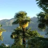 Washingtonia robusta (Washingtonia)