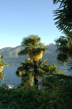 Washingtonia robusta (Washingtonia)