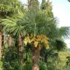 Washingtonia robusta (Washingtonia)