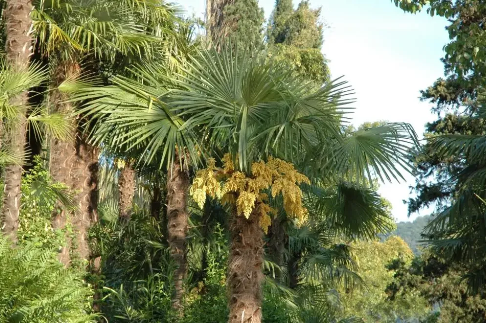 Washingtonia robusta (Washingtonia)