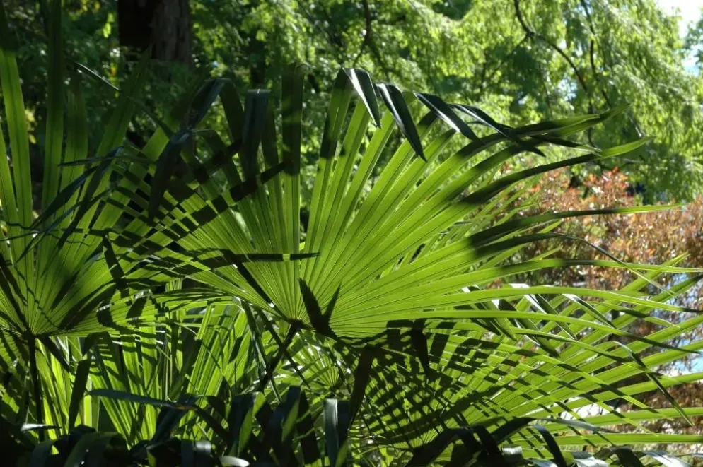 Washingtonia robusta (Washingtonia)