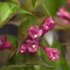 Weigela 'All Summer Red' (Weigelia 'All Summer Red')