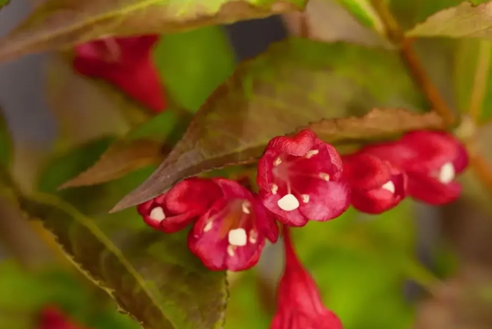 Weigela 'All Summer Red' (Weigelia 'All Summer Red')