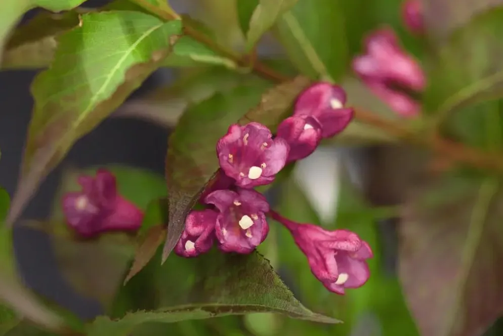 Weigela 'All Summer Red' (Weigelia 'All Summer Red')