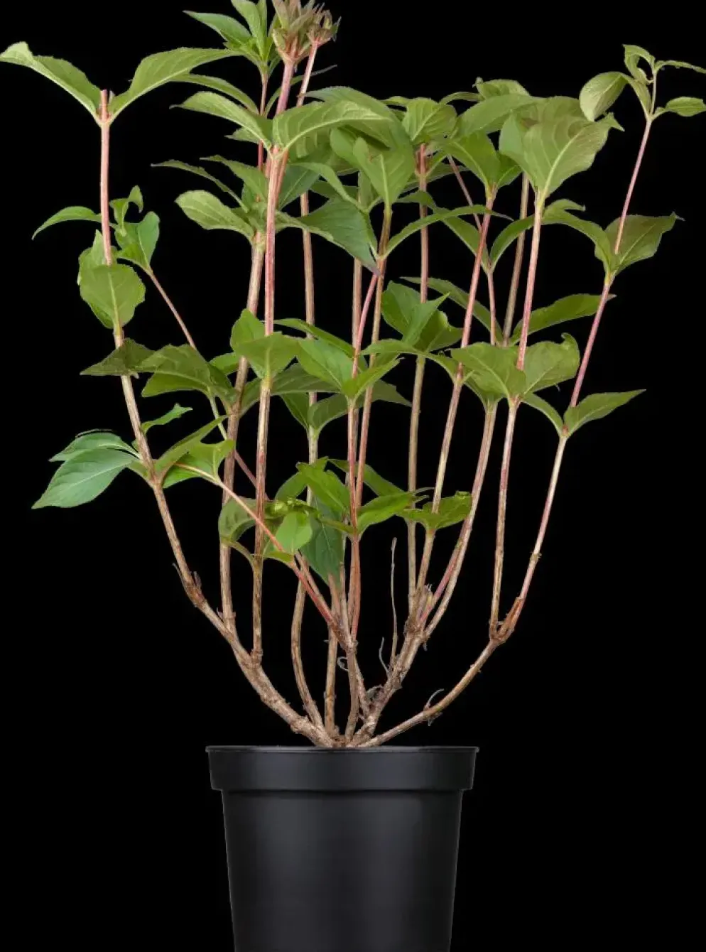 Weigela 'Bristol Ruby'® (Weigela 'Bristol Ruby®')