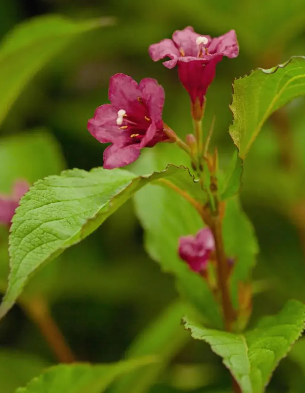 Weigela 'Bristol Ruby'® (Weigela 'Bristol Ruby®')