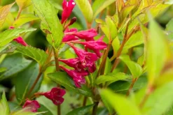 Weigela 'Bristol Ruby'® (Weigela 'Bristol Ruby®')