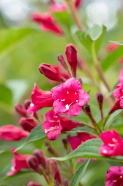 Weigela 'Bristol Ruby'® (Weigela 'Bristol Ruby®')