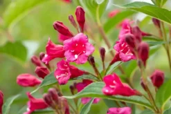 Weigela 'Bristol Ruby'® (Weigela 'Bristol Ruby®')