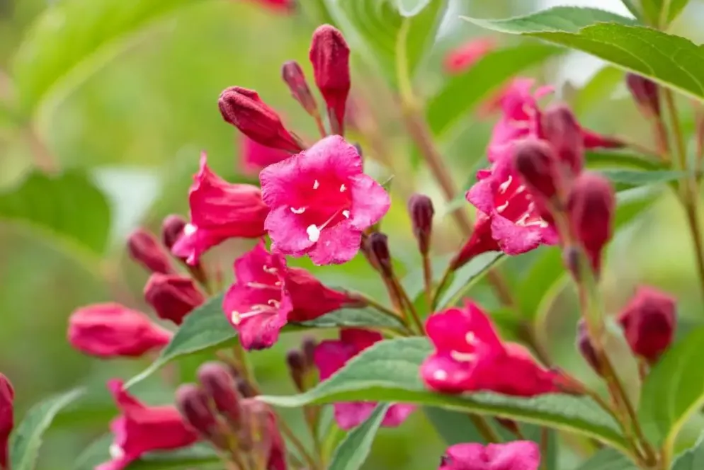 Weigela 'Bristol Ruby'® (Weigela 'Bristol Ruby®')