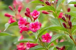Weigela 'Bristol Ruby'® (Weigela 'Bristol Ruby®')