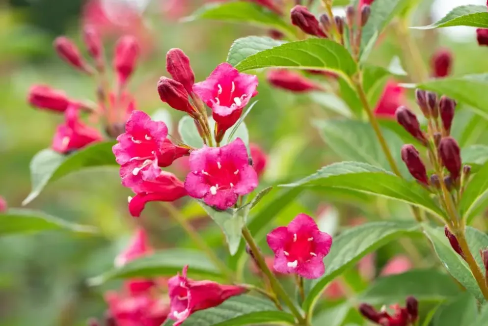Weigela 'Bristol Ruby'® (Weigela 'Bristol Ruby®')