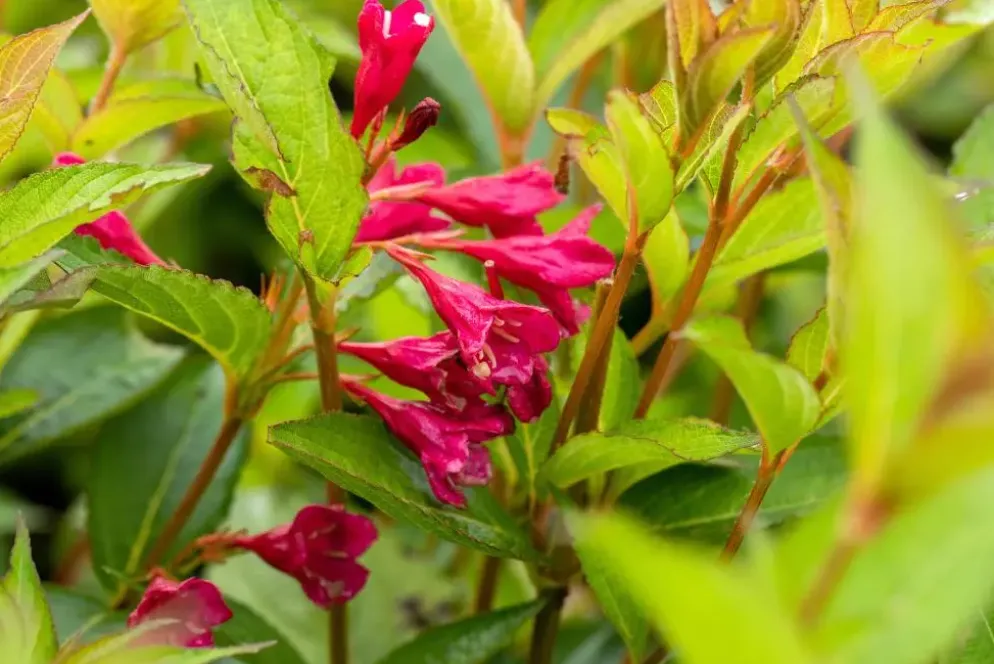 Weigela 'Bristol Ruby'® (Weigela 'Bristol Ruby®')