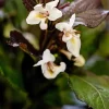 Weigela florida 'Ebony & Ivory'® (Weigelia 'Ebony & Ivory')
