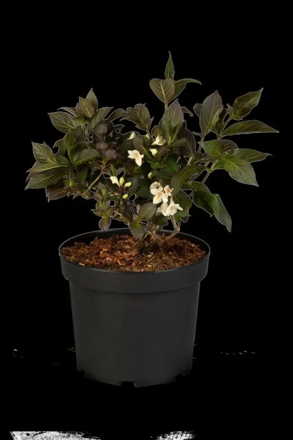 Weigela florida 'Ebony & Ivory'® (Weigelia 'Ebony & Ivory')